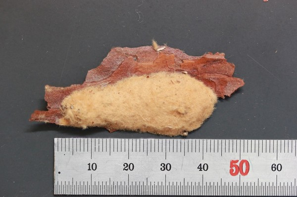 알의 월동 치사율 조사를 위해 채집한 매미나방의 알덩어리(출처=산림청)
