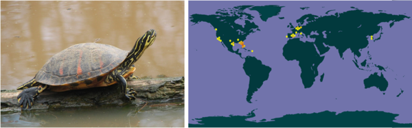 플로리다붉은배거북과 국외 분포지(자료=환경부)