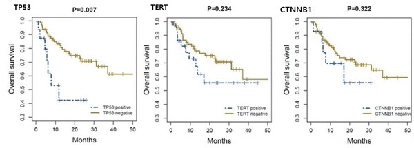 TP53 돌연변이를 보유한 간암 환자에서 그렇지 않은 환자에 비해 더 나쁜 생존율을 보였다(P=0.007). 반면 TERT와 CTNNB1 돌연변이는 환자의 생존에 유의한 영향을 주지 않았다.